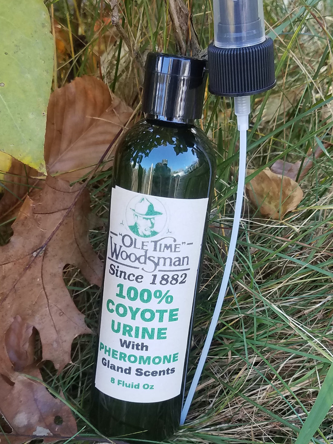 Coyote scent territorial marking versus urine elimination